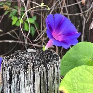 Meet your Posher, Patsy